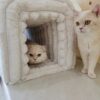 Ottoman Storage Bench Pet Supplies  Corduroy Bench Cat's nest to hide  For the Living Room, Entryway and Bedroom