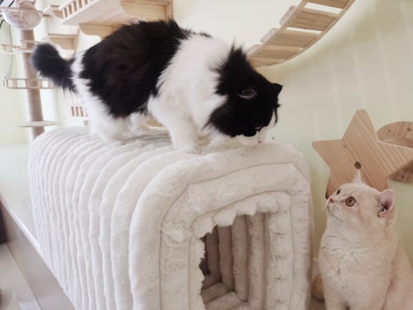676b07ab649340d180851a6cb845fa45_631d78e13138bebdefaf6de5f8a31dd5 Ottoman Storage Bench Pet Supplies Corduroy Bench Cat's nest to hide For the Living Room, Entryway and Bedroom